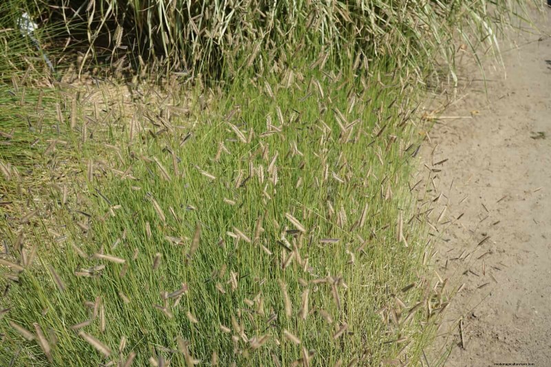 Sustainable Lawn Care: Surviving Heatwaves & Drought - Expert Tips