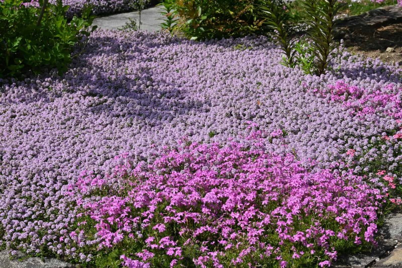 Sustainable Lawn Care: Surviving Heatwaves & Drought - Expert Tips