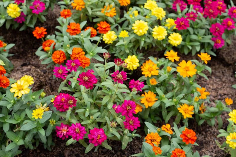 Last-Minute Planting Guide: 29 Plants for Memorial Day Garden Success
