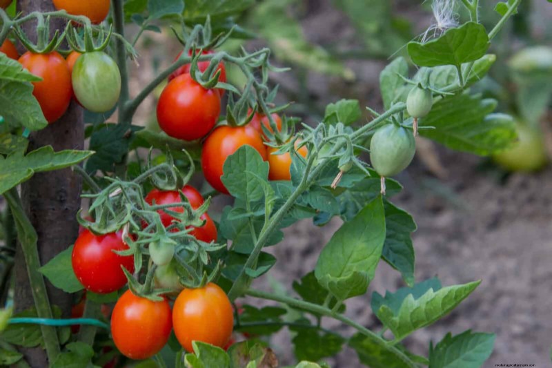 Last-Minute Planting Guide: 29 Plants for Memorial Day Garden Success