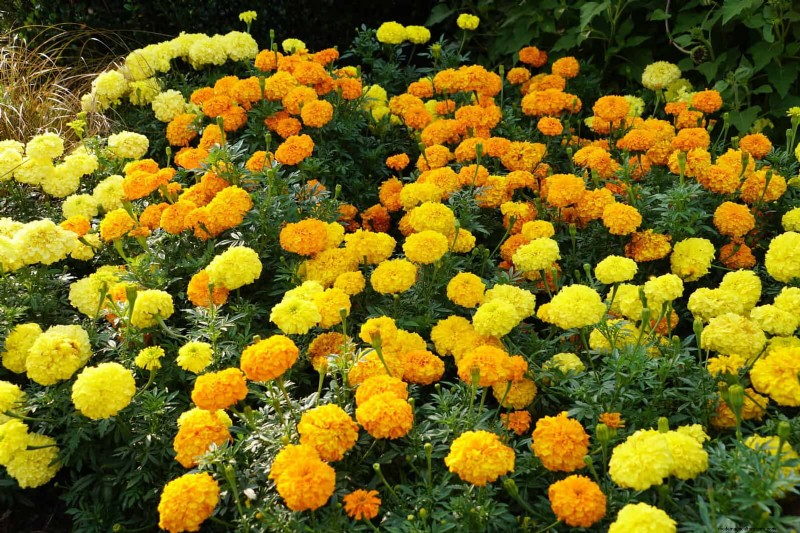 Last-Minute Planting Guide: 29 Plants for Memorial Day Garden Success