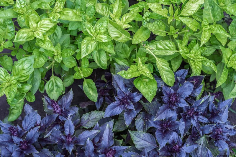 Last-Minute Planting Guide: 29 Plants for Memorial Day Garden Success