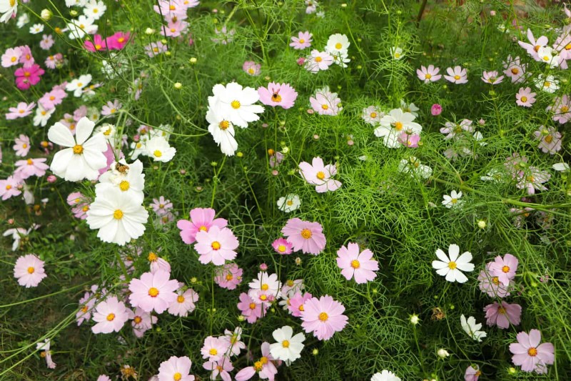 Last-Minute Planting Guide: 29 Plants for Memorial Day Garden Success