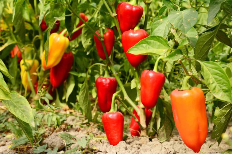 Last-Minute Planting Guide: 29 Plants for Memorial Day Garden Success
