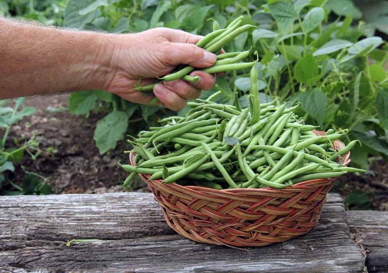 Last-Minute Planting Guide: 29 Plants for Memorial Day Garden Success