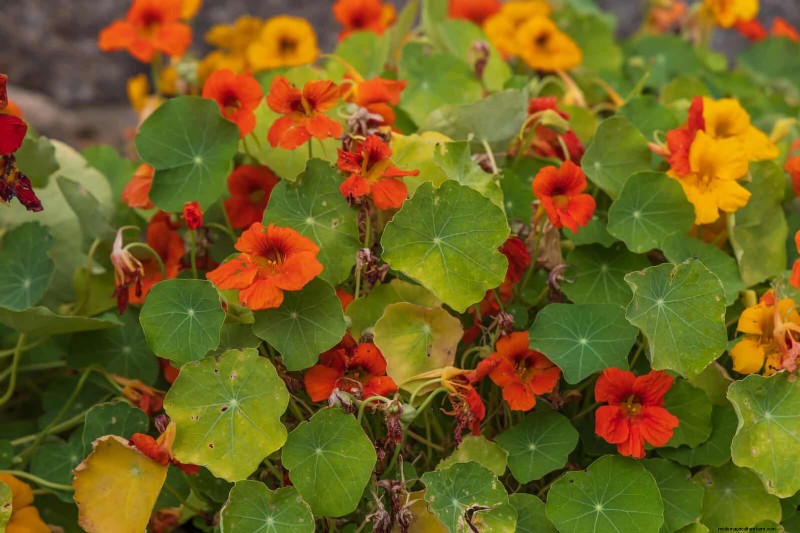 Last-Minute Planting Guide: 29 Plants for Memorial Day Garden Success