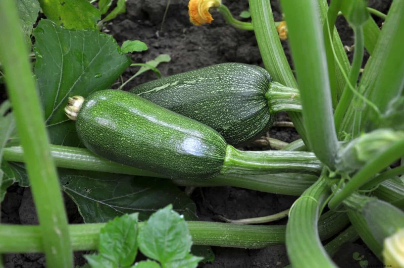 Last-Minute Planting Guide: 29 Plants for Memorial Day Garden Success