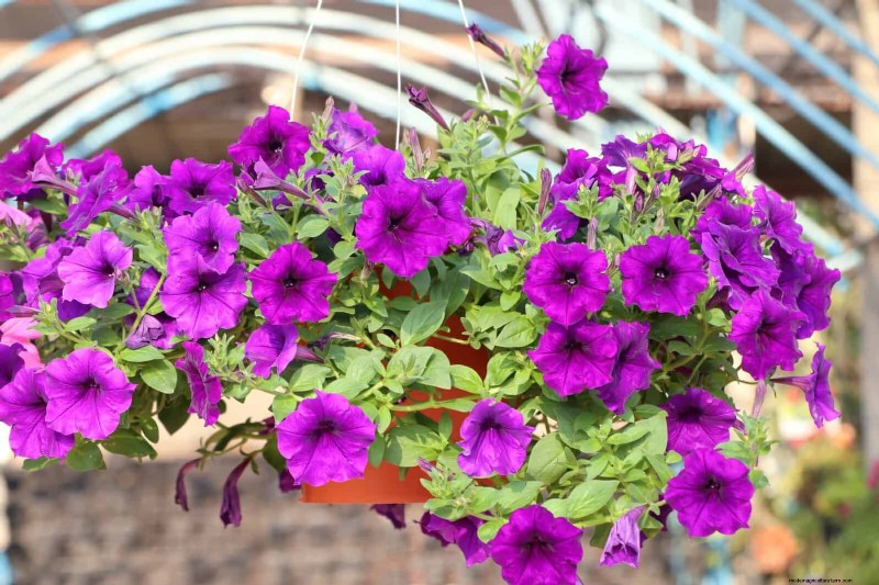 Last-Minute Planting Guide: 29 Plants for Memorial Day Garden Success