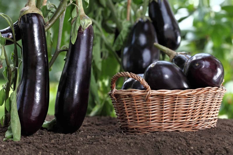 Last-Minute Planting Guide: 29 Plants for Memorial Day Garden Success