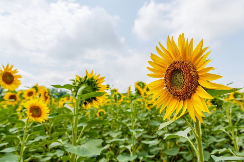 Last-Minute Planting Guide: 29 Plants for Memorial Day Garden Success