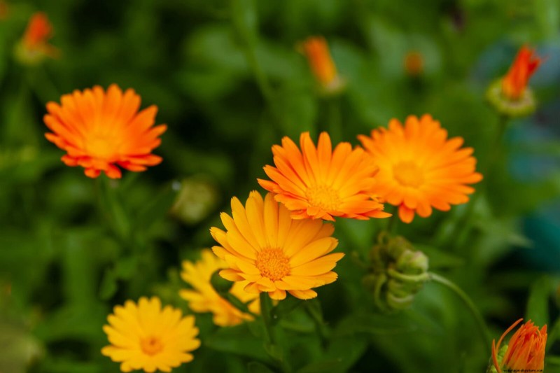 Last-Minute Planting Guide: 29 Plants for Memorial Day Garden Success