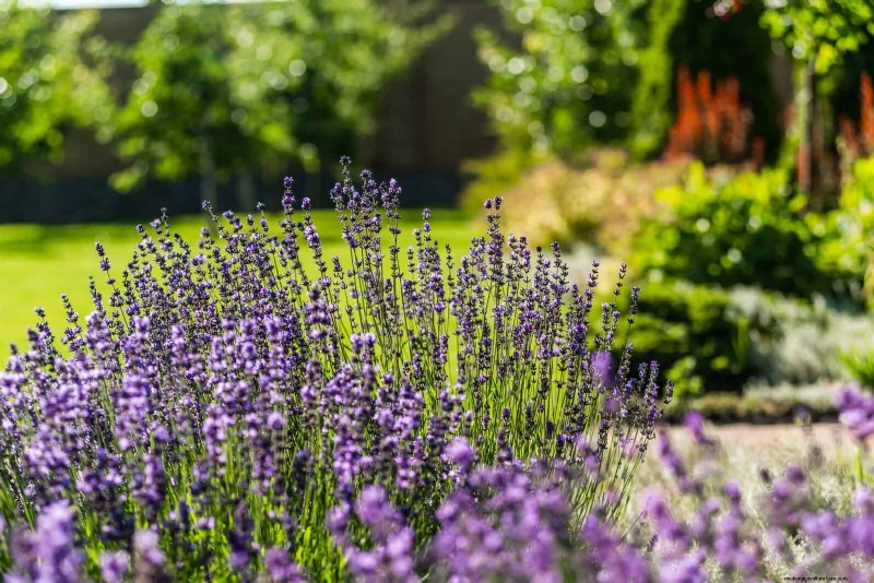 Last-Minute Planting Guide: 29 Plants for Memorial Day Garden Success