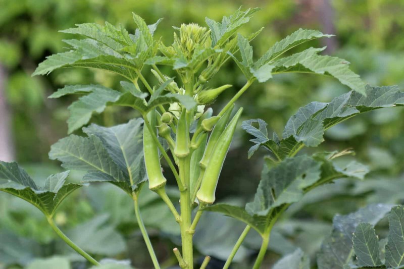 Last-Minute Planting Guide: 29 Plants for Memorial Day Garden Success