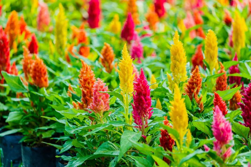 Last-Minute Planting Guide: 29 Plants for Memorial Day Garden Success
