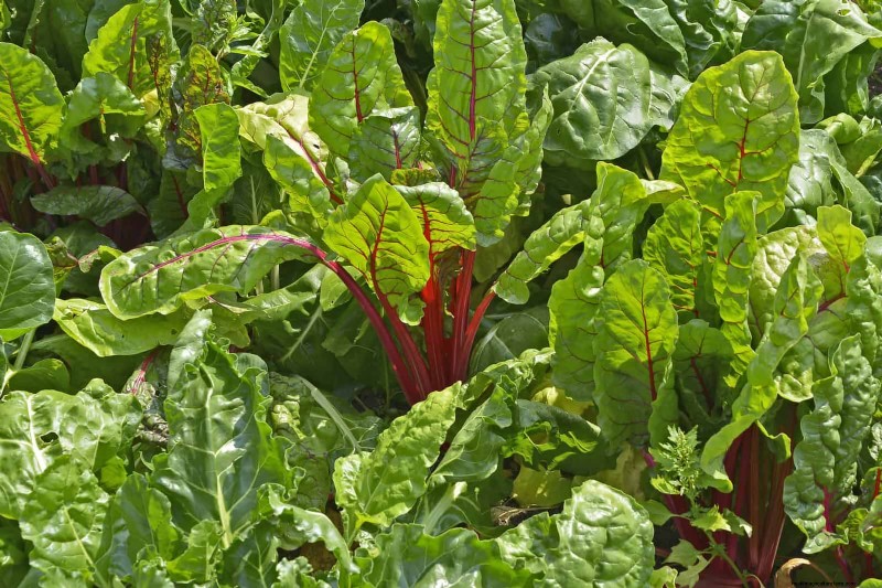 Last-Minute Planting Guide: 29 Plants for Memorial Day Garden Success