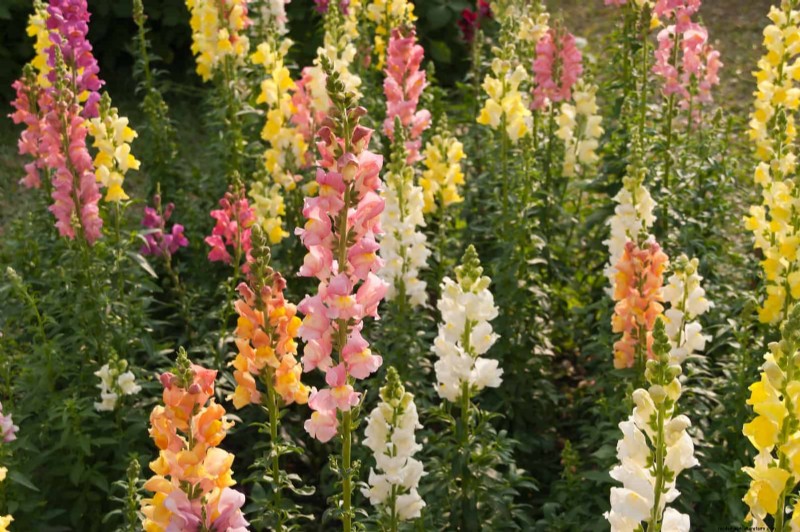 Last-Minute Planting Guide: 29 Plants for Memorial Day Garden Success