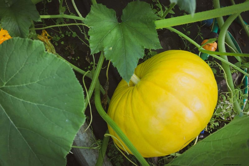 Last-Minute Planting Guide: 29 Plants for Memorial Day Garden Success