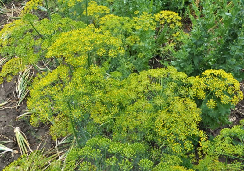 Last-Minute Planting Guide: 29 Plants for Memorial Day Garden Success
