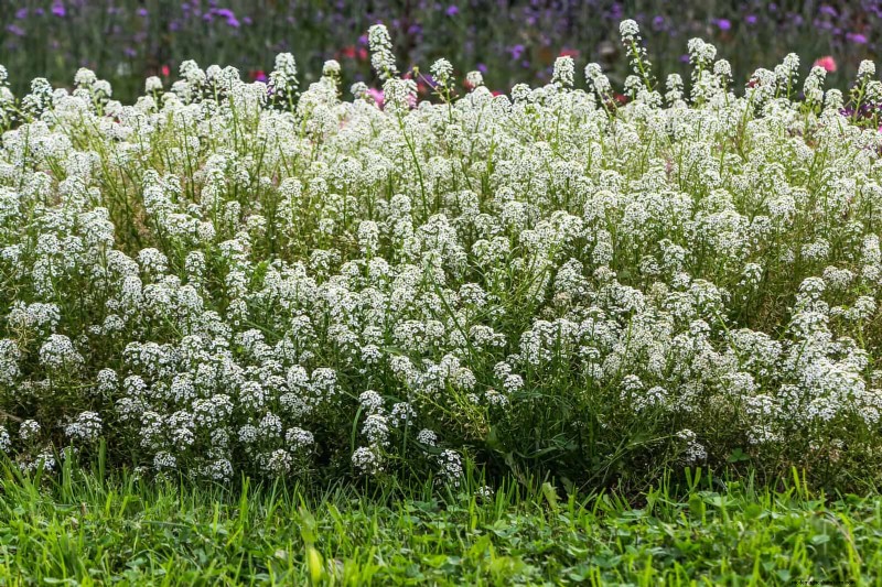 Last-Minute Planting Guide: 29 Plants for Memorial Day Garden Success