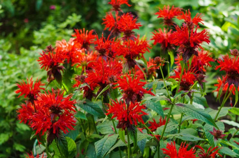Last-Minute Planting Guide: 29 Plants for Memorial Day Garden Success