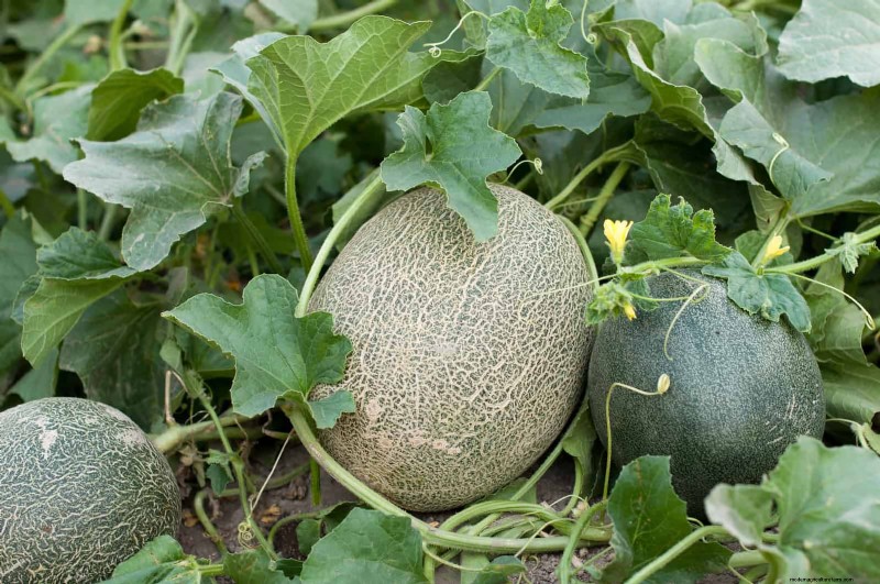 Last-Minute Planting Guide: 29 Plants for Memorial Day Garden Success