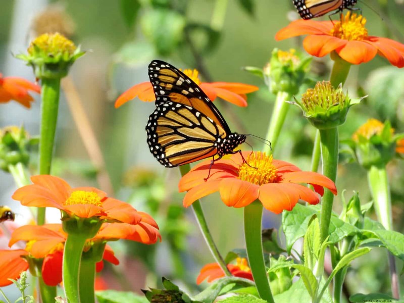 Last-Minute Planting Guide: 29 Plants for Memorial Day Garden Success
