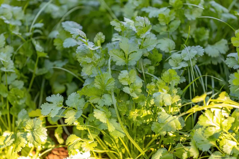 Last-Minute Planting Guide: 29 Plants for Memorial Day Garden Success