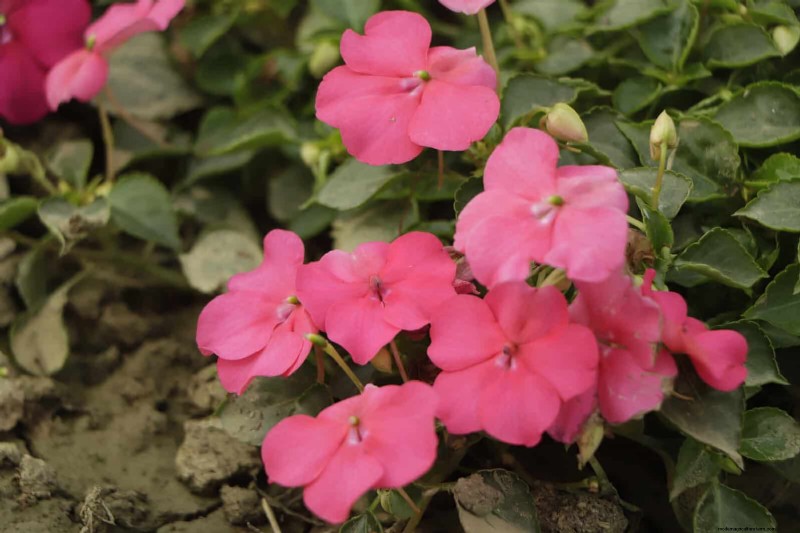 Last-Minute Planting Guide: 29 Plants for Memorial Day Garden Success