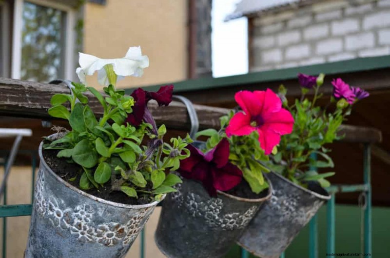 25 Clever Small Space Gardening Ideas for Maximum Yield