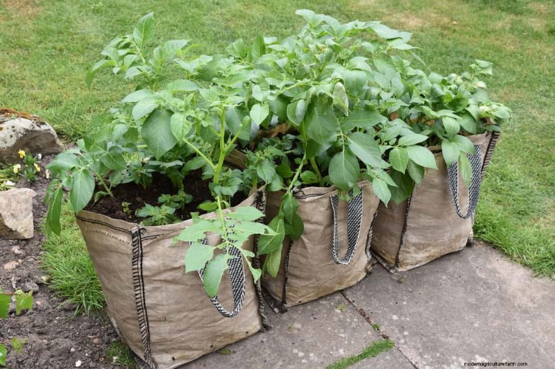 25 Clever Small Space Gardening Ideas for Maximum Yield