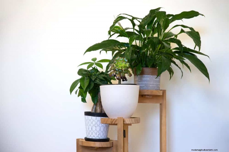 25 Clever Small Space Gardening Ideas for Maximum Yield