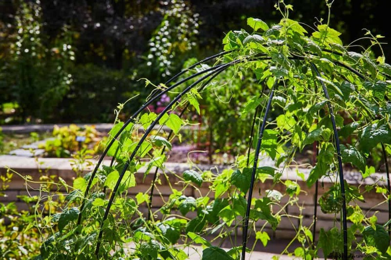 25 Clever Small Space Gardening Ideas for Maximum Yield