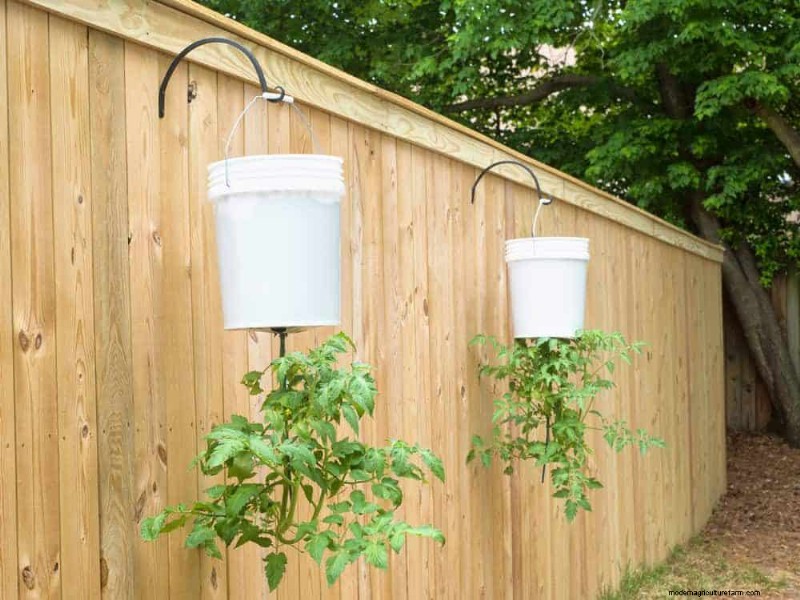 25 Clever Small Space Gardening Ideas for Maximum Yield