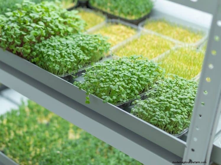 25 Clever Small Space Gardening Ideas for Maximum Yield