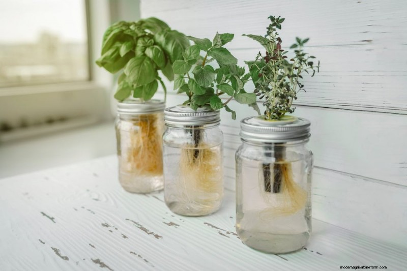 25 Clever Small Space Gardening Ideas for Maximum Yield