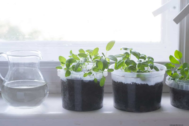 25 Clever Small Space Gardening Ideas for Maximum Yield