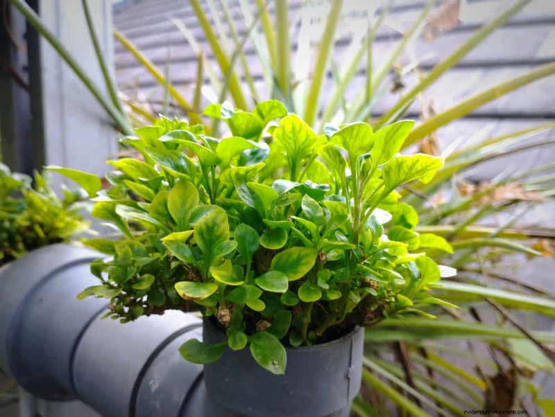 25 Clever Small Space Gardening Ideas for Maximum Yield