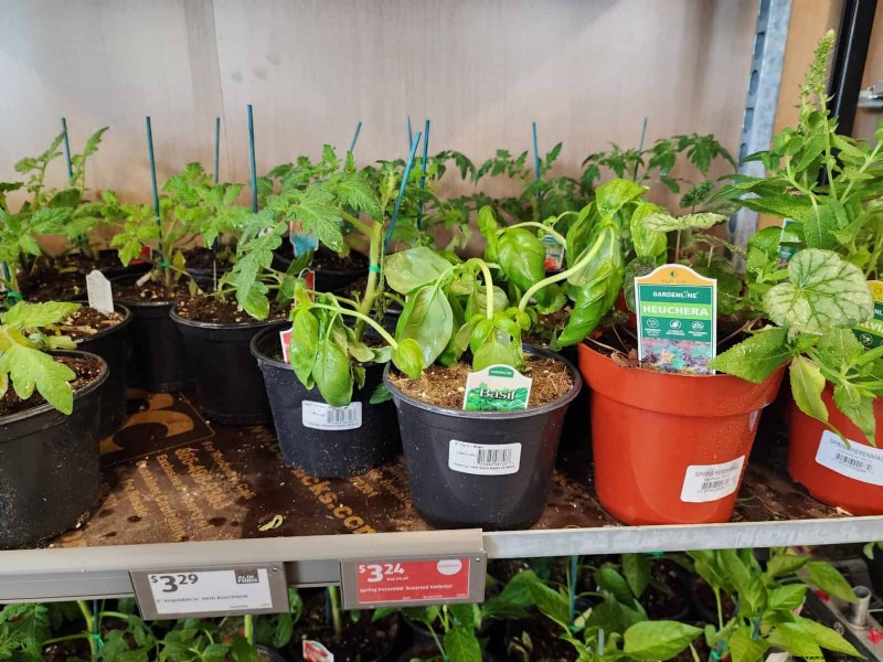 Aldi Garden Finds: 30+ Budget-Friendly Decor & Tools
