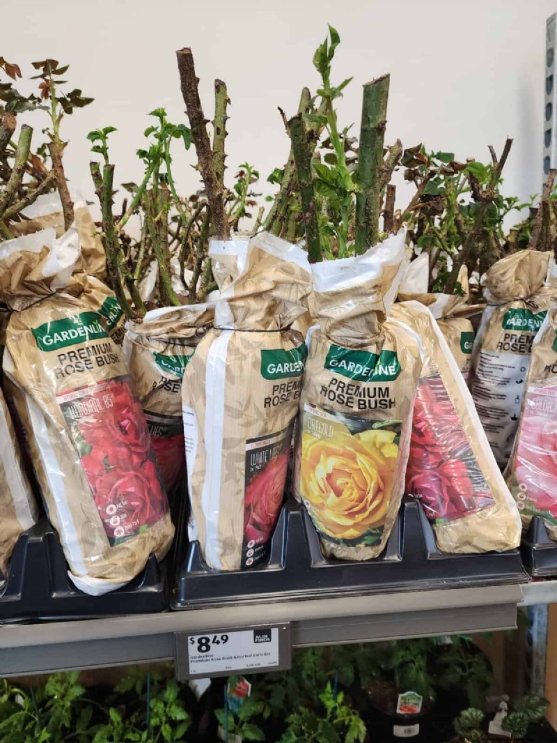Aldi Garden Finds: 30+ Budget-Friendly Decor & Tools