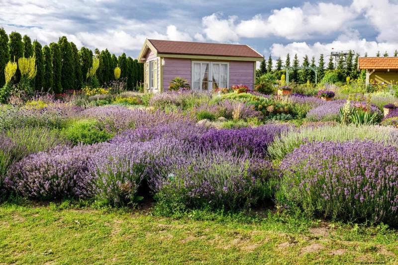Creative Garden Mistakes: Turn  Oops  Moments into Design Strengths