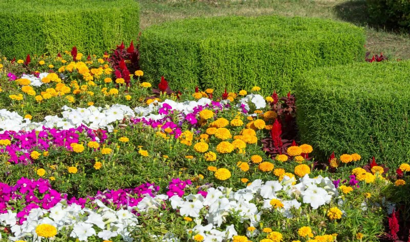 Creative Garden Mistakes: Turn  Oops  Moments into Design Strengths