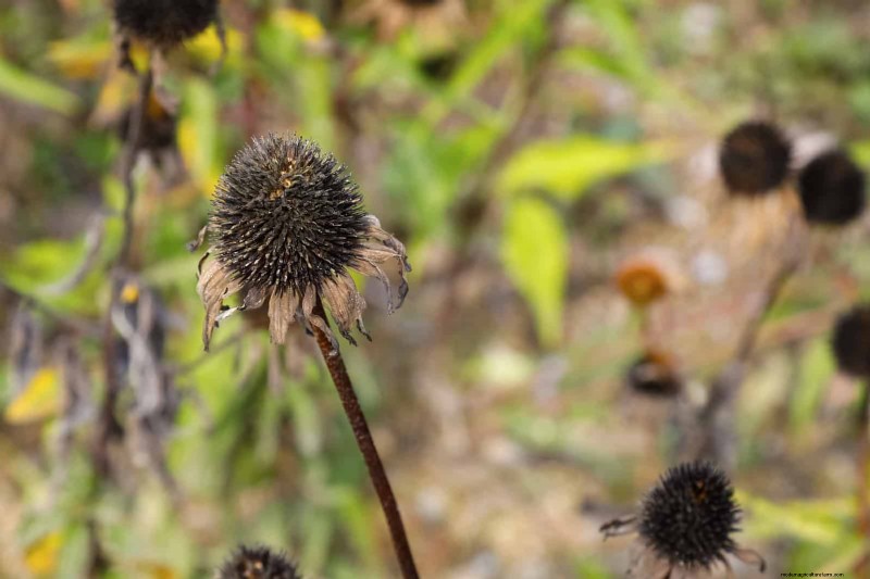 Creative Garden Mistakes: Turn  Oops  Moments into Design Strengths