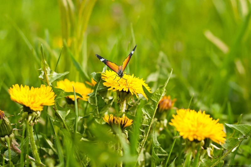 Creative Garden Mistakes: Turn  Oops  Moments into Design Strengths