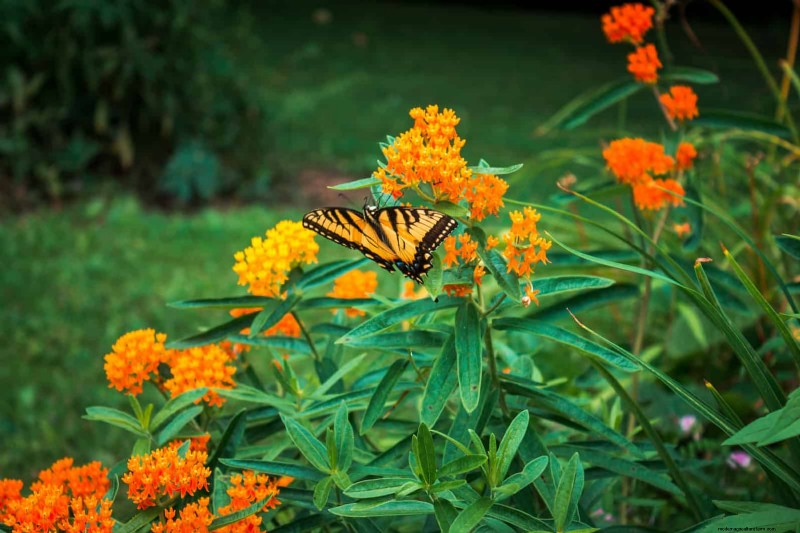 Creative Garden Mistakes: Turn  Oops  Moments into Design Strengths