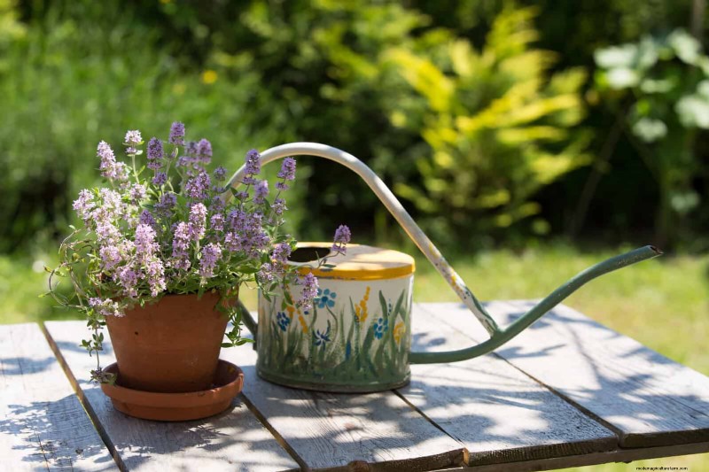 Creative Garden Mistakes: Turn  Oops  Moments into Design Strengths