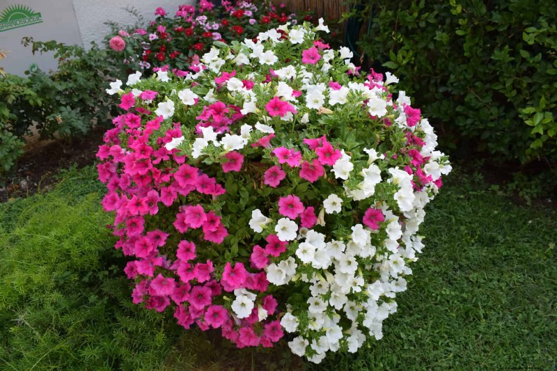 Creative Garden Mistakes: Turn  Oops  Moments into Design Strengths