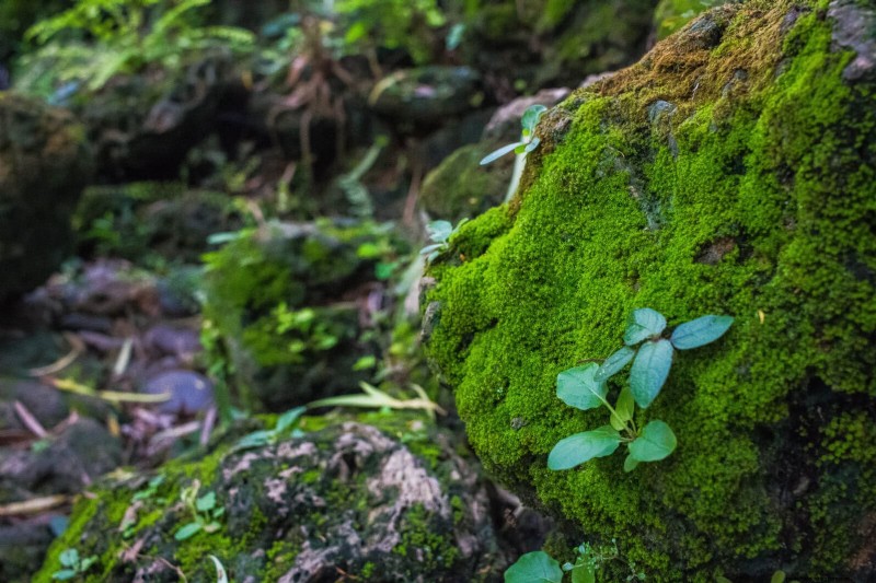 Creative Garden Mistakes: Turn  Oops  Moments into Design Strengths