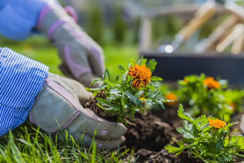Creative Garden Mistakes: Turn  Oops  Moments into Design Strengths