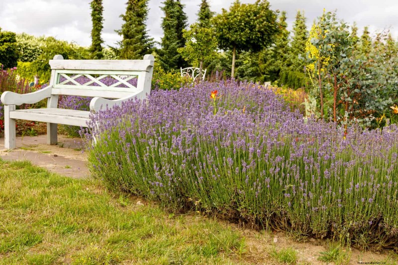 Creative Garden Mistakes: Turn  Oops  Moments into Design Strengths