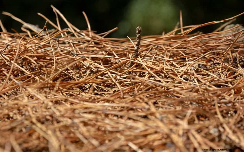 Fire-Safe Landscaping: 25 Risk Factors to Consider